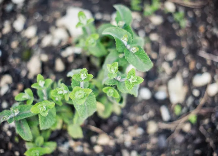 Steuxner Rehoboth Beach