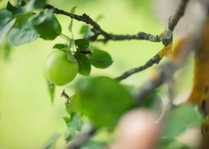 Steuxner 3* Rehoboth Beach