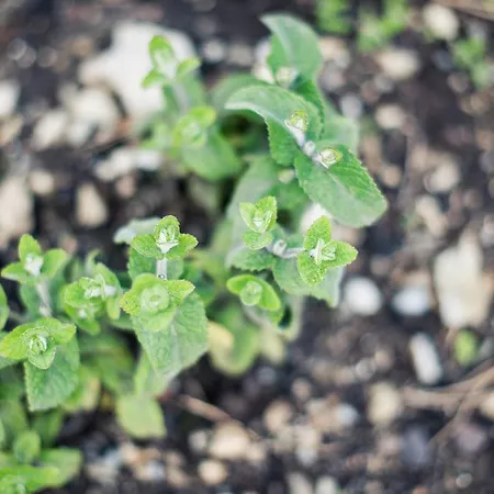 Steuxner Neustift im Stubaital