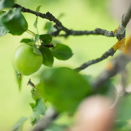 Steuxner 3* Neustift im Stubaital